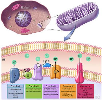 Mitochondrial Medicine: Genetic Underpinnings and Disease Modeling Using Induced Pluripotent Stem Cell Technology